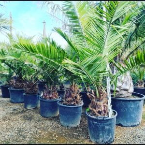 Import, sprzedaż i hodowla palm ogrodowych i innych roślin egzotycznych. Wspaniały egzotyczny ogród. Oferujemy rośliny egzotyczne do ogrodu, egzotyczne rośliny ogrodowe, palmy mrozoodporne, uprawa palmy w Polsce, bambusy, sprzedaż bambusów, Daktylowiec kanaryjski,Szorstkowiec fortunnego. Bambusy, Juka rostrata, Palmy do ogrodu, Palmy ogrodowe, Palmy mrozoodporne, Rośliny egzotyczne, Sprzedaż roślin egzotycznych, Palmy w Polsce, Sprzedaż palm w Polsce, Rośliny tropikalne, Sprzedaż roślin tropikalnych, Palmy w ogrodzie, Hodowla palmy w ogrodzie, Palmy do ogrodu w Polsce, Palmy zimujące w Polsce, Sprzedaż palm, Import roślin egzotycznych, Uprawa palmy w Polsce, Daktylowiec kanaryjski, Szorstkowiec fortunnego, Egzotyczny ogród.