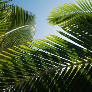 Palmy sprzedaż, palmy import, palmy uprawa, palmy hodowla, palmy w ogrodzie, palmy do ogrodu, rośliny egzotyczne, rośliny tropikalne.