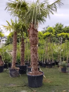 palmy mrozoodporne Trachycarpus Fortunei